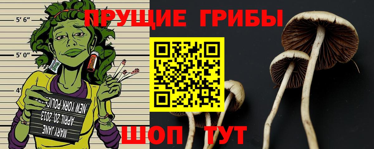Каменка  Галлюциногенные грибы Psilocybine cubensis  Вход с VPN 